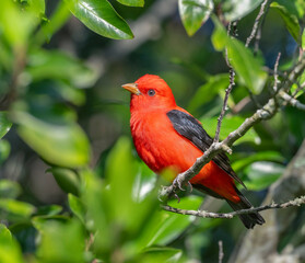 The scarlet tanager (Piranga olivacea) perched on the tree branch, Galveston, Texas, USA