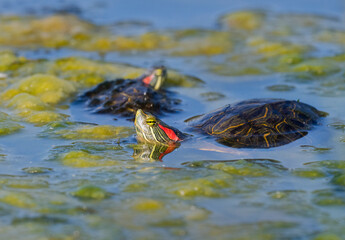 The red-eared slider or red-eared terrapin (Trachemys scripta elegans) , Galveston, TX