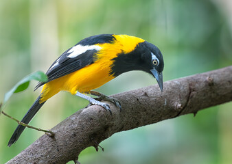 Venezuelan troupial in the tropical  rainforest