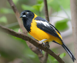 Venezuelan troupial in the tropical  rainforest, closeup
