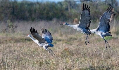 Three sandhill cranes (Antigone canadensis) with grey bodies and red crowns, captured in mid-flight...
