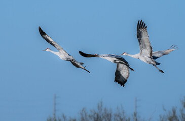 The family of sandhill cranes in flight, Galveston, Texas, USA