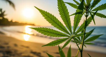 Closeup of Cannabis Leaf at Sunrise on Tropical Beach