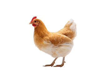 Fototapeta premium A vibrant. healthy hen stands prominently against a clean white background. showcasing its golden feathers and bright red comb. ideal for agricultural or culinary-themed content