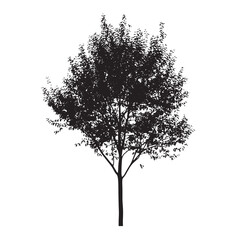 Line Art of Aspen Tree in Silhouette Form