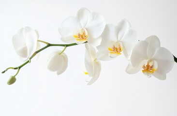 White orchid branch against white background