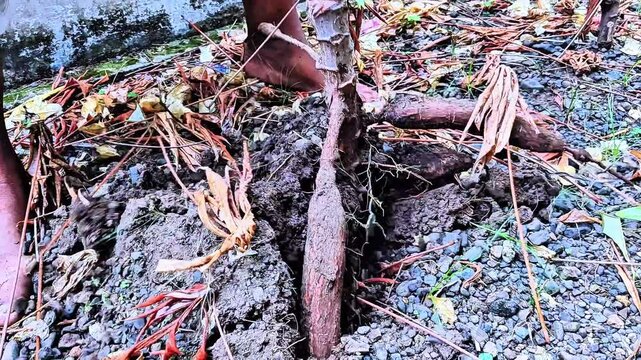 manually harvesting cassava root from soil, farmer pulling up cassava plant tubers, freshly dug tapioca root harvest

