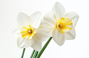 Obraz premium Two white daffodils with yellow centers, close-up, against white background