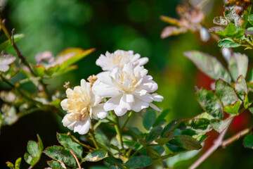 Fototapeta premium Delicate White Flowers with Green Foliage in Sunlight: A close-up of delicate white or pale yellow flowers blooming amidst green leaves, with a soft, naturally blurred green background.