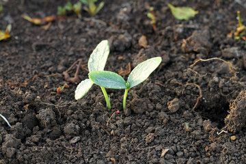 Photo of young cucumber plant. Cucumber plant seedlings.