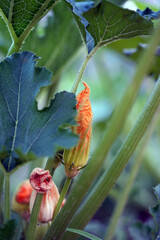 growing zucchini 
