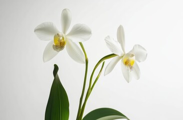 Fototapeta premium Two white orchids with yellow accents, slender stems, and lush green leaves against a plain white background