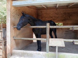 Portrait of calm slender jet black majorcan breed horse breeding mare at zoo stable in Santa...