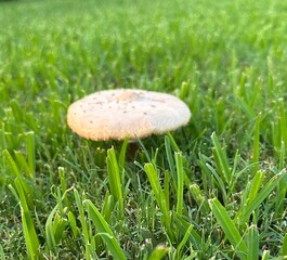 mushroom in grass