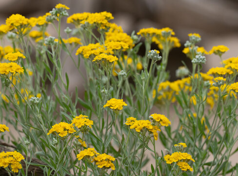 Closeup of Blooming Rubber Rabbitbrush Photographed with a Shallow Depth of Field