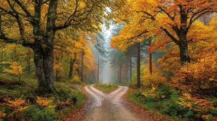 Fototapeta premium A forked road through golden autumn woods, symbolizing life's choices in nature's quiet embrace.