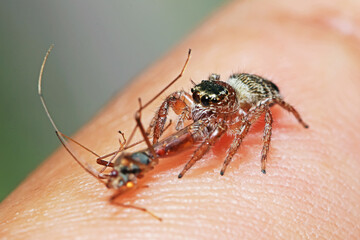 A jumper spider and prey