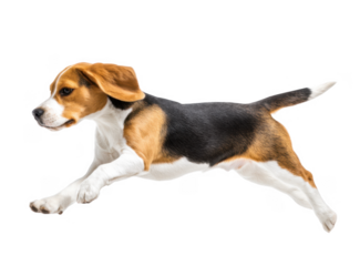 A playful beagle dog joyfully running across a bright white background. showcasing its energetic spirit and agility. perfect for pet-related content and advertising