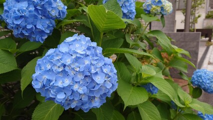 青い紫陽花