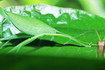 A grasshopper on green leaf