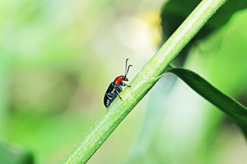 A beetel on green leaf