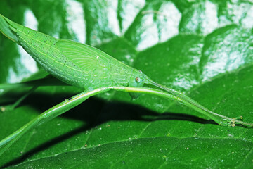 Obraz premium A grasshopper on green leaf