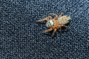 A jumper spider on fabric