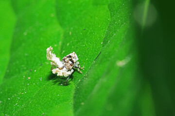 A aphid on green leaf