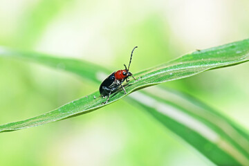 A beetel on green leaf