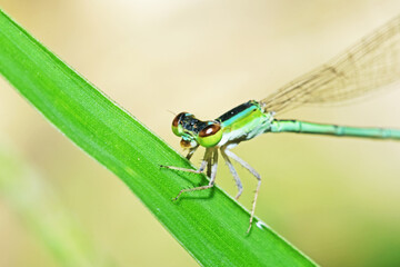 A dragonfly on green leaf