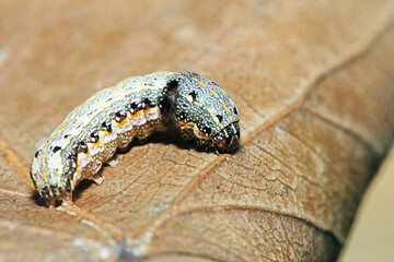 close up of a caterpillar