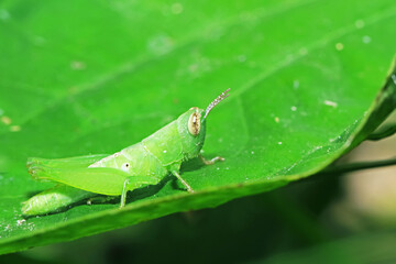 A grasshopper on green leaf