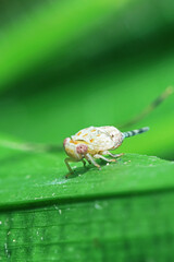 A aphid on green leaf