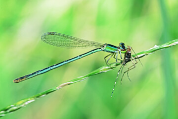 A dragonfly on green leaf