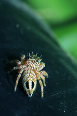 spider on a leaf