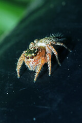 A jumper spider on fabric