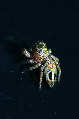A jumper spider on fabric
