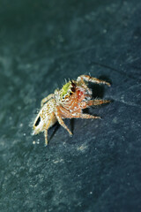 A jumper spider on fabric