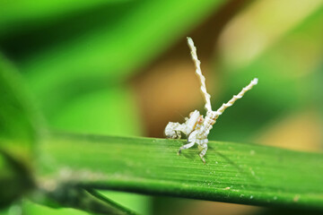 A aphid on green leaf