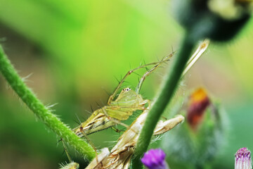 The link spider on green leaf