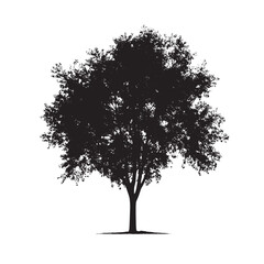 Tree Vector Aspen Tree Silhouette on White