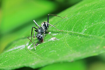 The black ant on green leaf