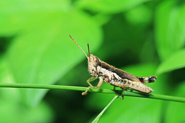 A grasshopper on green leaf