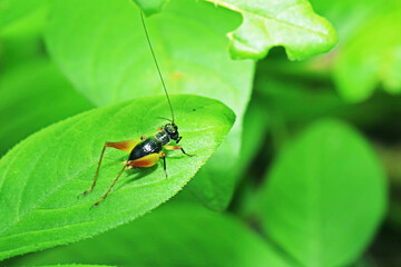 The cricket on green leaf