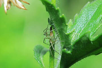 The link spider on green leaf