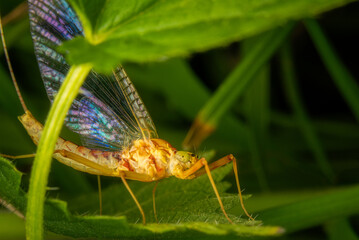 Macrophotography of a Yellow Mayfly (Potamanthus luteus) on a green leaf in nature.