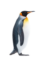 Fototapeta premium A majestic emperor penguin stands proudly against a white background. showcasing its vibrant orange and yellow markings. symbolizing the beauty of wildlife in its natural habitat