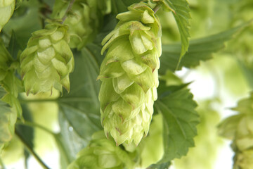 Detailed closeup of fresh green hops on vine over white background highlighting texture and vibrancy