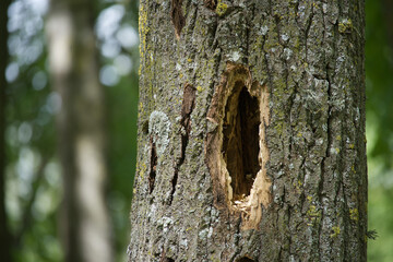 The textured bark of a tree shows a woodpecker hole, standing out from the blurry forest.