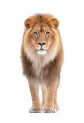 Fototapeta premium A majestic lion standing confidently against a plain white background. showcasing its powerful presence and detailed fur. perfect for wildlife photography or educational materials